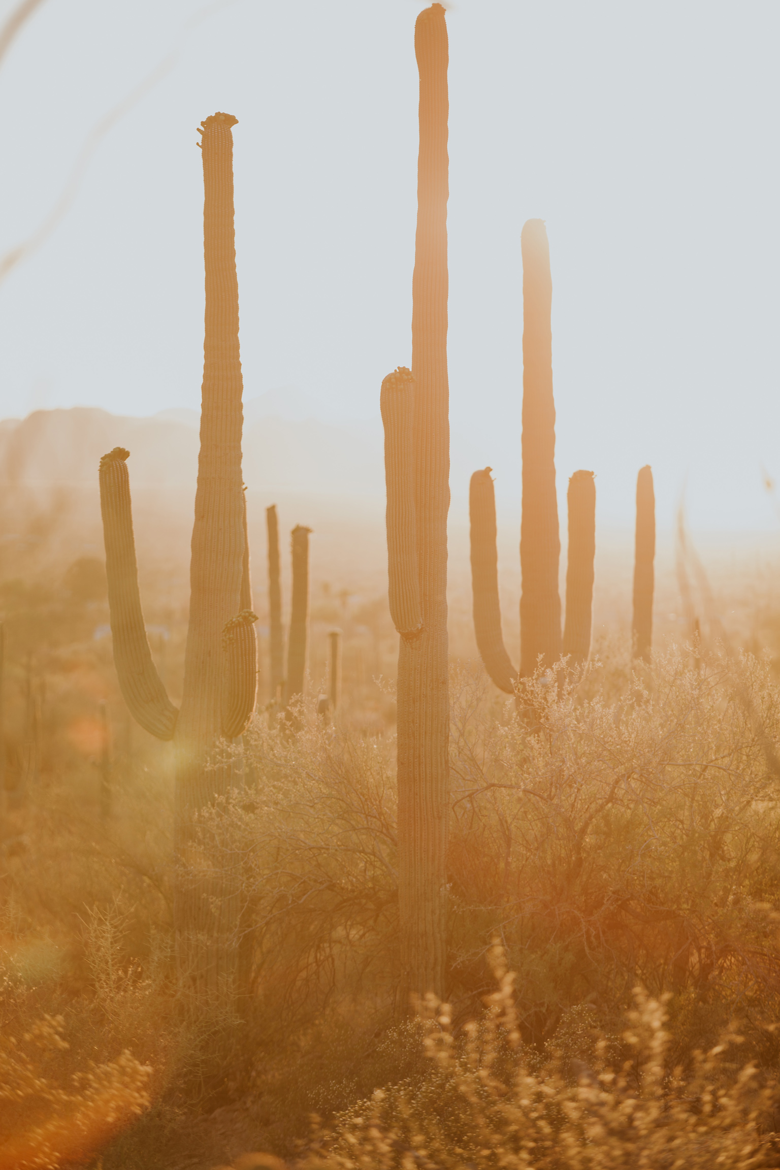 CindyGiovagnoli_Tucson_Arizona_Saguaro_National_Park_cactus_sunset_blooming_spring_sunset_petroglyphs_Native_American_indigenous-013.jpg