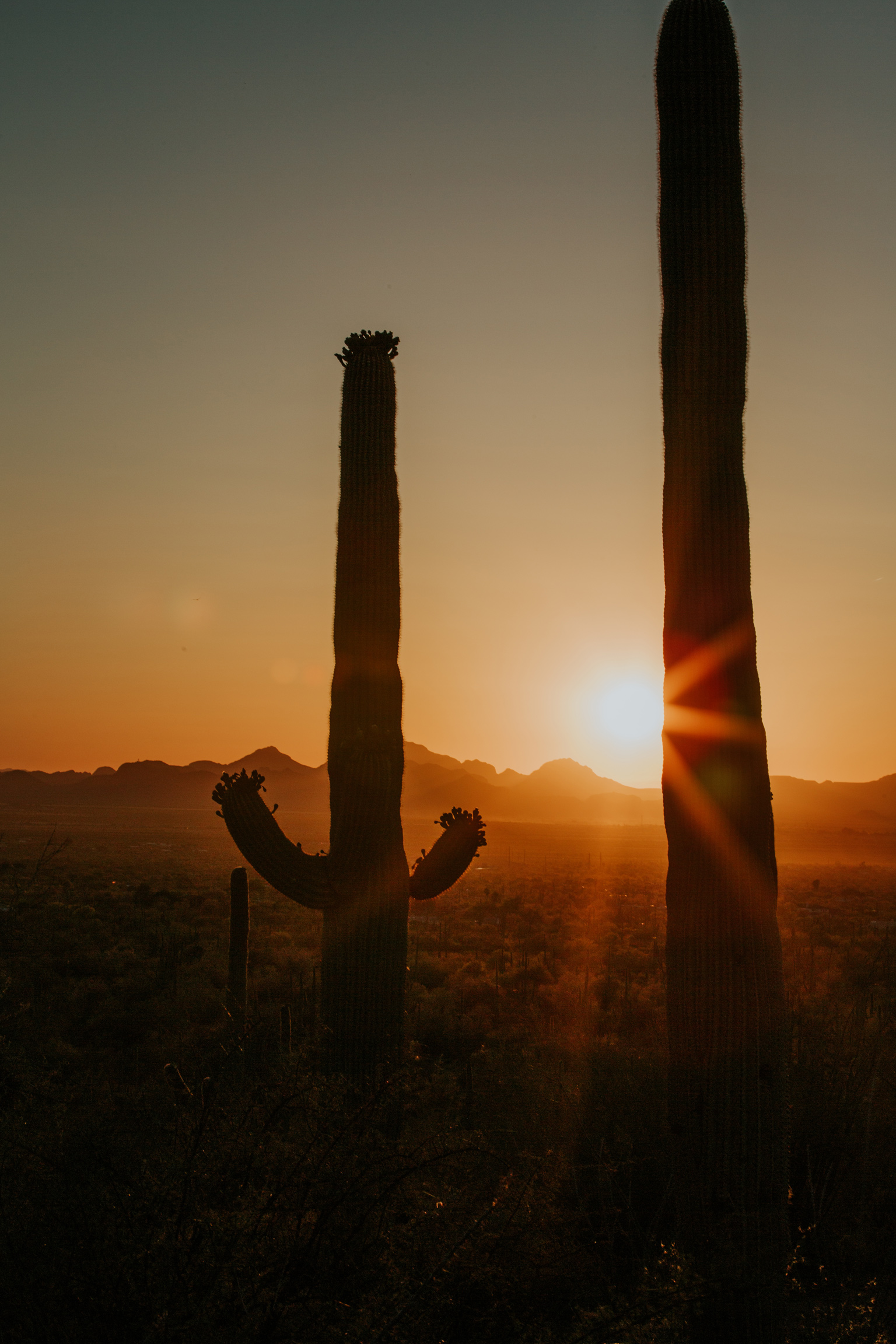 CindyGiovagnoli_Tucson_Arizona_Saguaro_National_Park_cactus_sunset_blooming_spring_sunset_petroglyphs_Native_American_indigenous-014.jpg