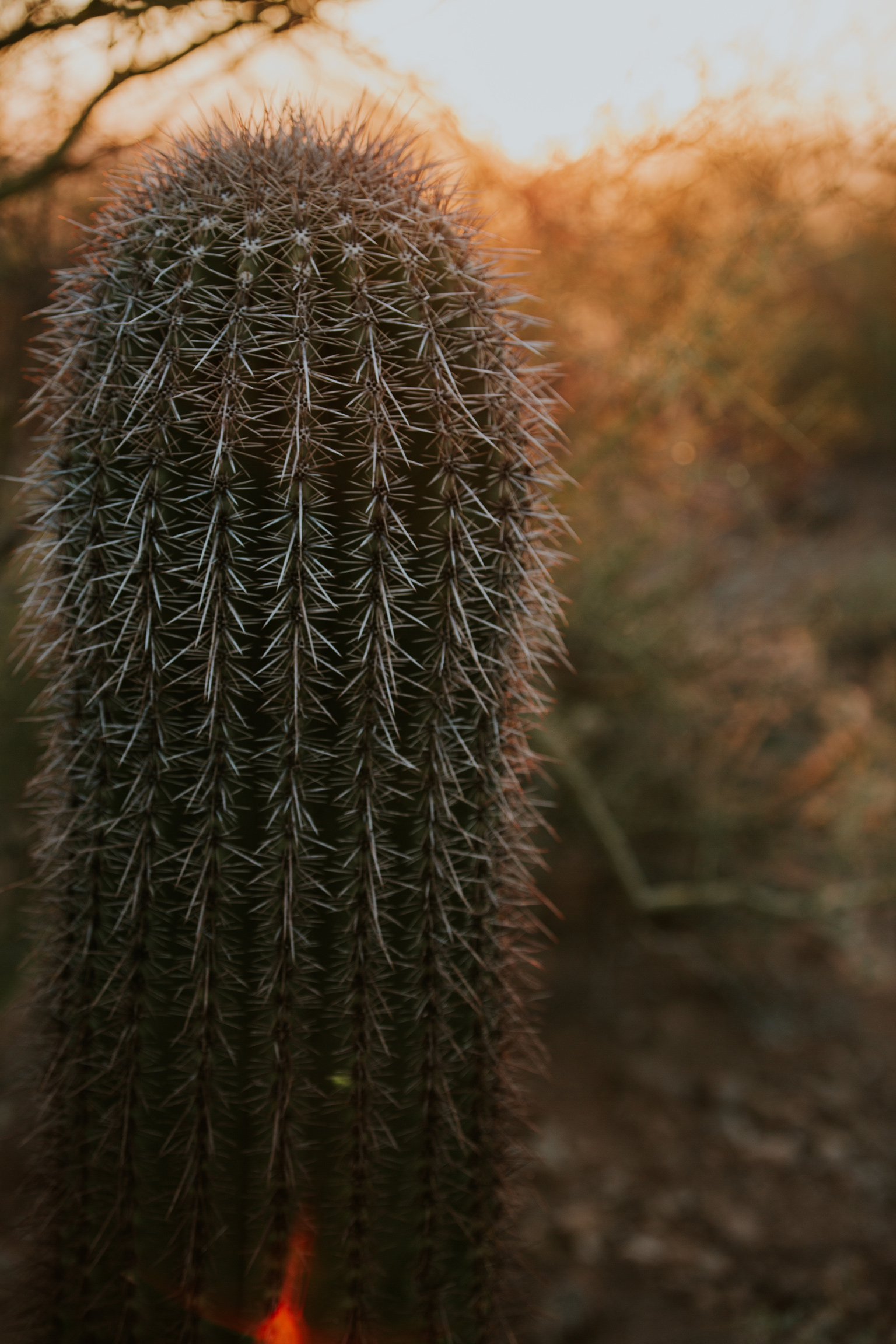 CindyGiovagnoli_Tucson_Arizona_Saguaro_National_Park_cactus_sunset_blooming_spring_sunset_petroglyphs_Native_American_indigenous-015.jpg