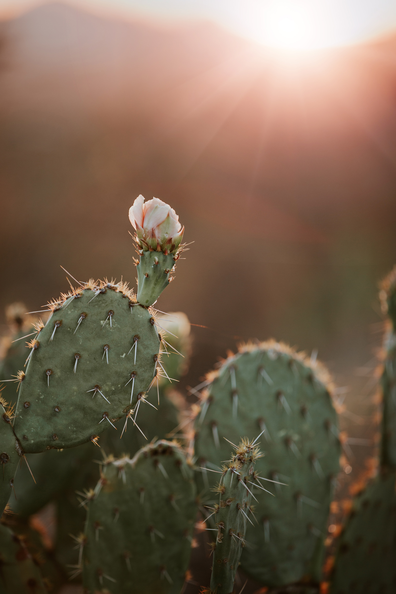 CindyGiovagnoli_Tucson_Arizona_Saguaro_National_Park_cactus_sunset_blooming_spring_sunset_petroglyphs_Native_American_indigenous-018.jpg