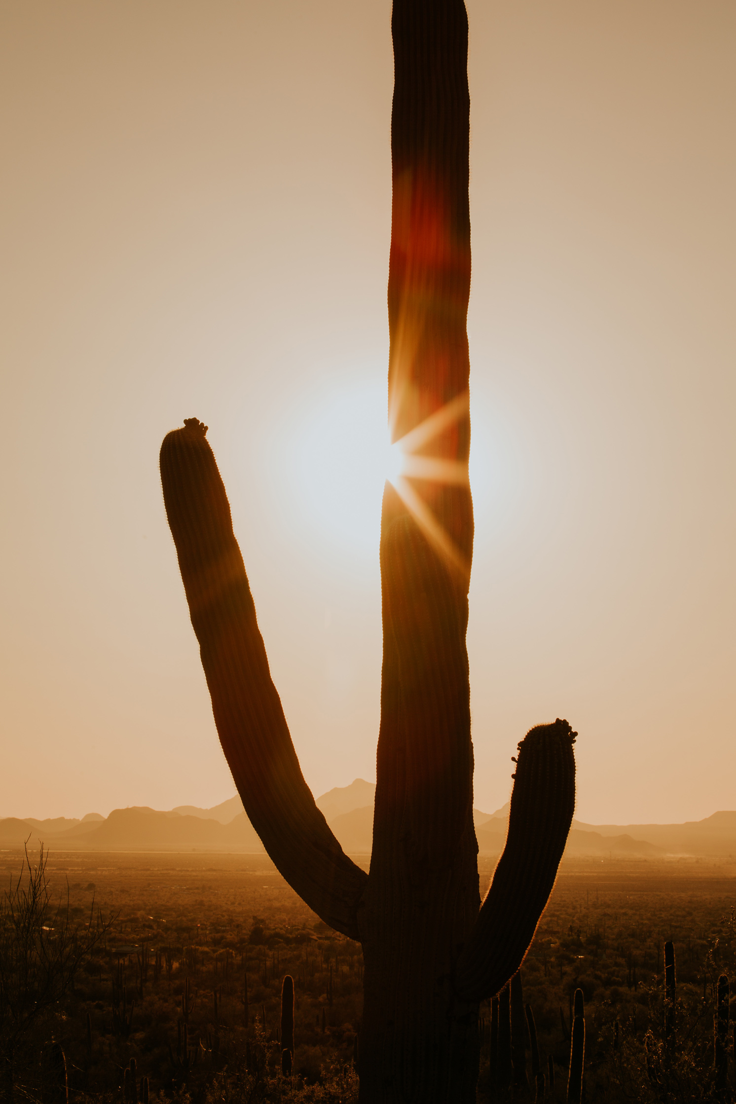 CindyGiovagnoli_Tucson_Arizona_Saguaro_National_Park_cactus_sunset_blooming_spring_sunset_petroglyphs_Native_American_indigenous-023.jpg