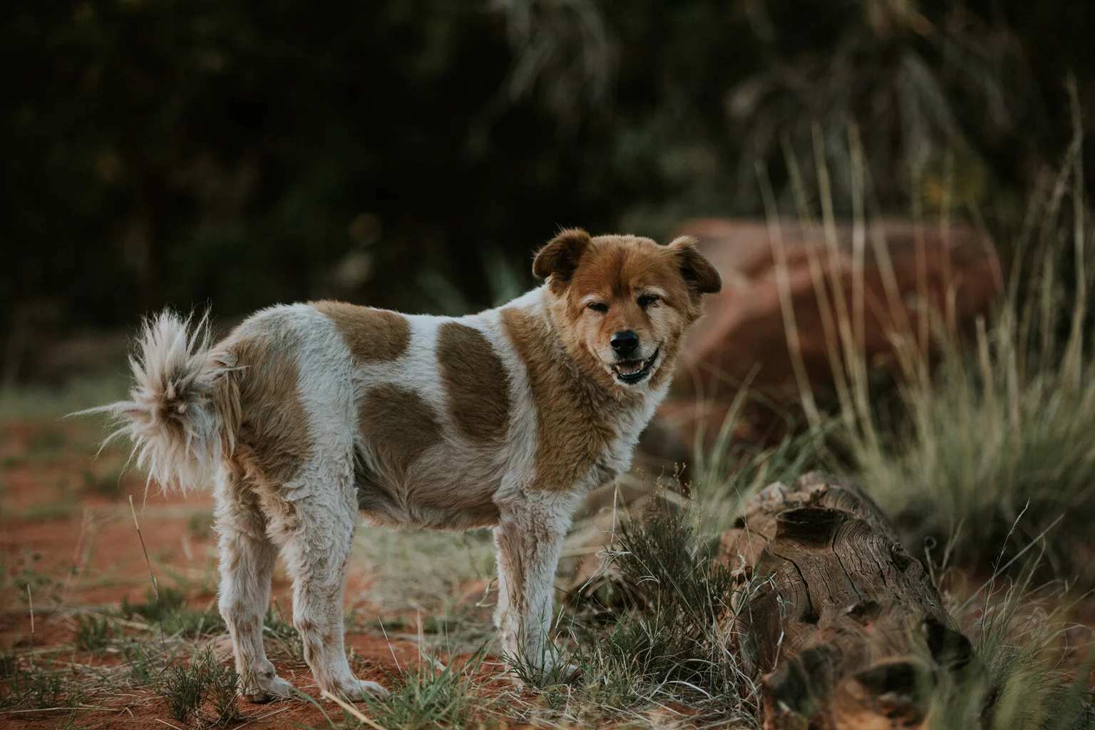 CindyGiovagnoli_Arizona_Sedona_camper_camping_road_trip_travel-007.jpg