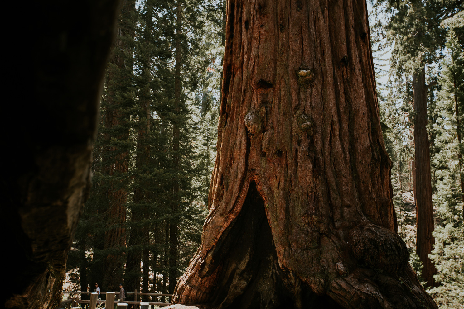 CindyGiovagnoli_California_Sequoia_Kings_Canyon_National_Park_trees_travel_road_trip-006.jpg