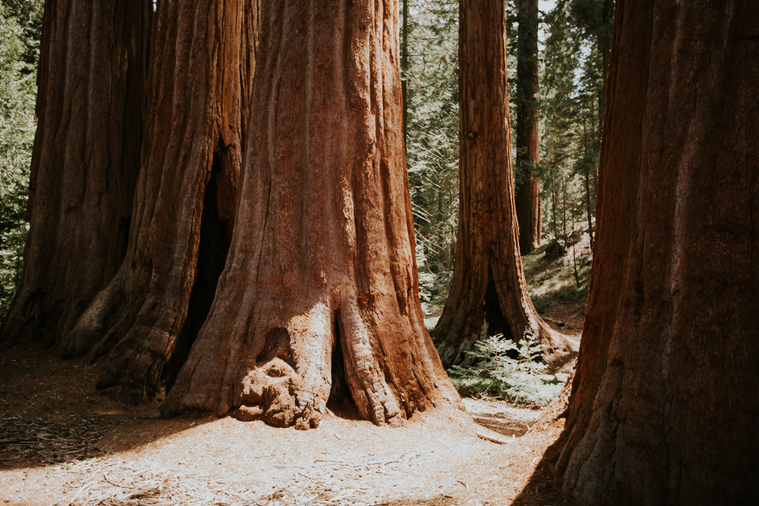 CindyGiovagnoli_California_Sequoia_Kings_Canyon_National_Park_trees_travel_road_trip-009.jpg