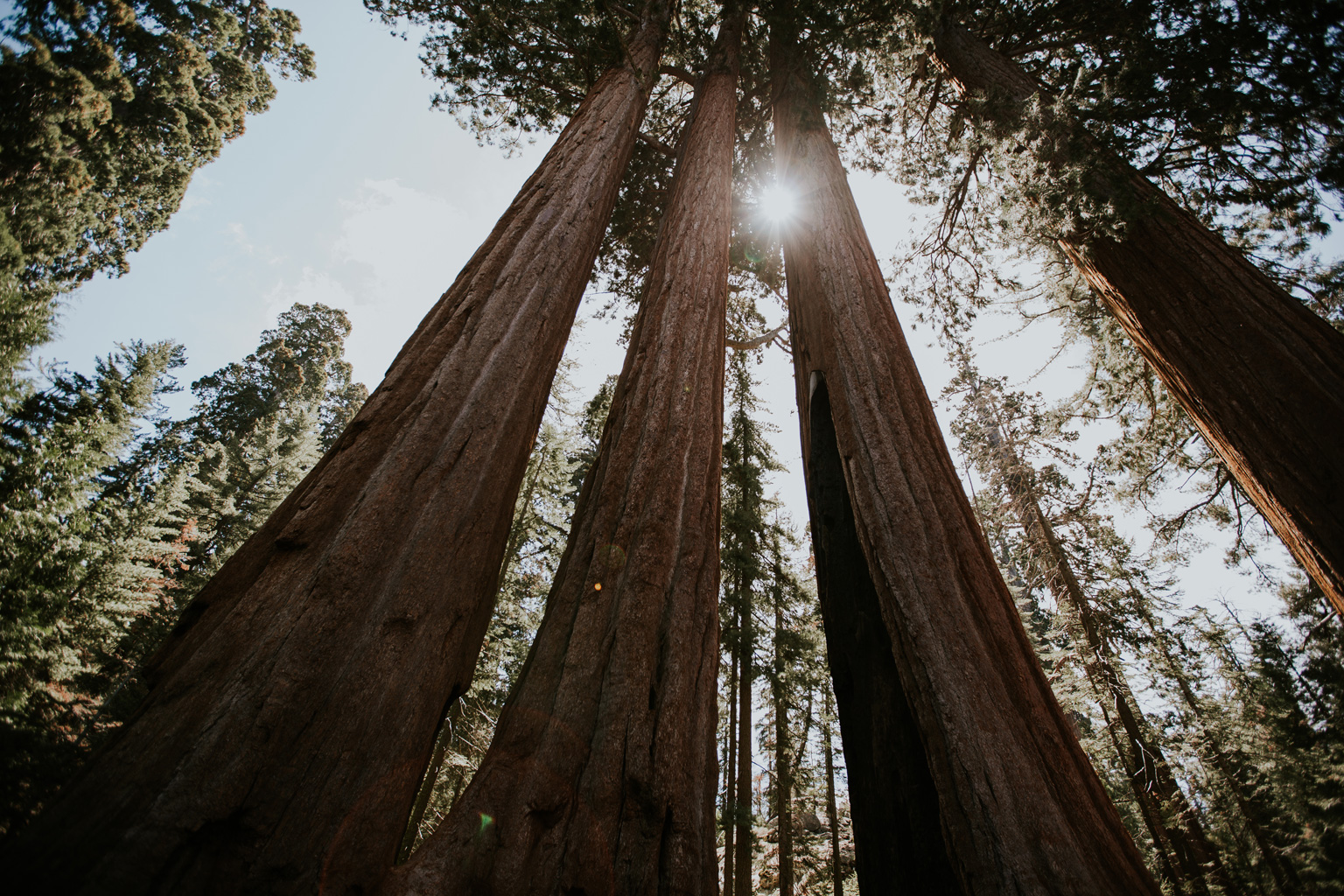 CindyGiovagnoli_California_Sequoia_Kings_Canyon_National_Park_trees_travel_road_trip-010.jpg