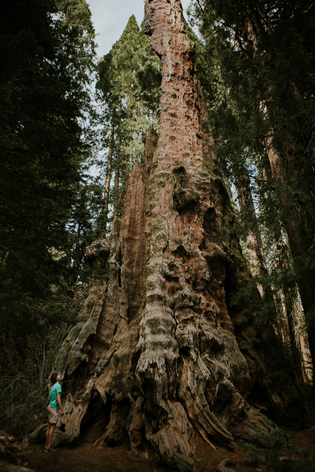 CindyGiovagnoli_California_Sequoia_Kings_Canyon_National_Park_trees_travel_road_trip-011.jpg