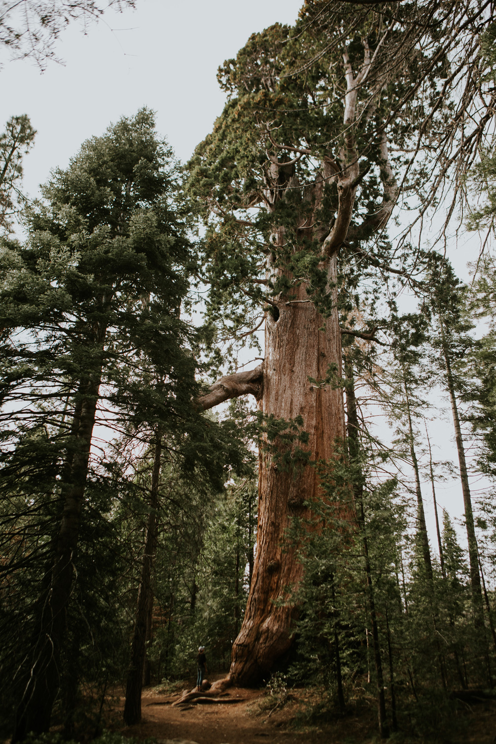 CindyGiovagnoli_California_Sequoia_Kings_Canyon_National_Park_trees_travel_road_trip-014.jpg