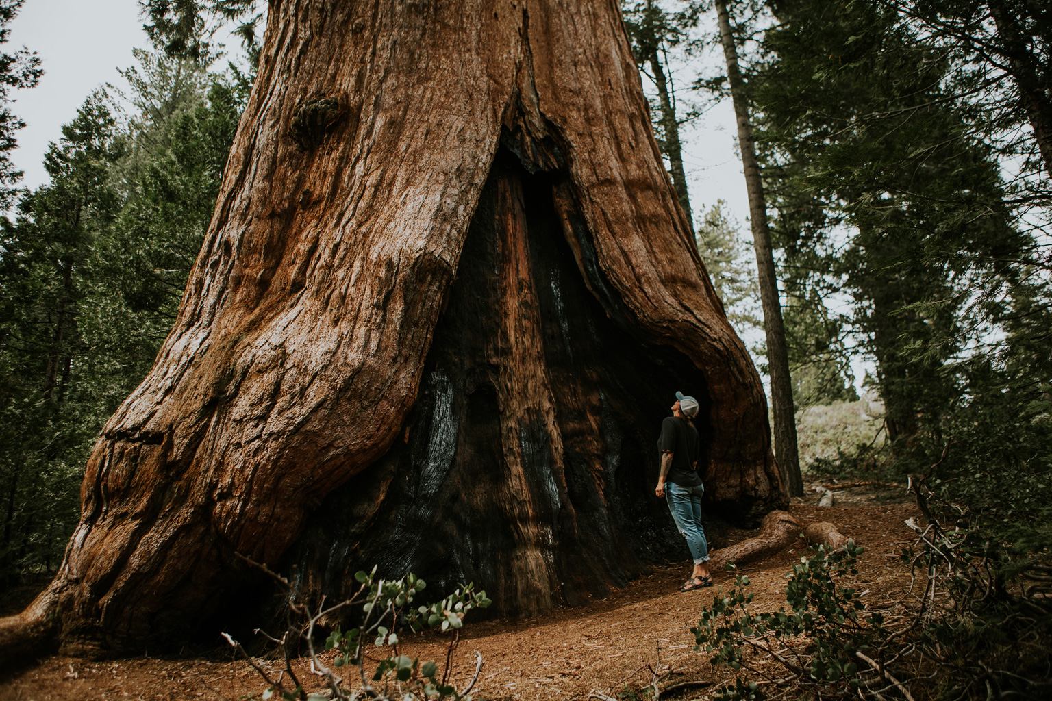 CindyGiovagnoli_California_Sequoia_Kings_Canyon_National_Park_trees_travel_road_trip-025.jpg