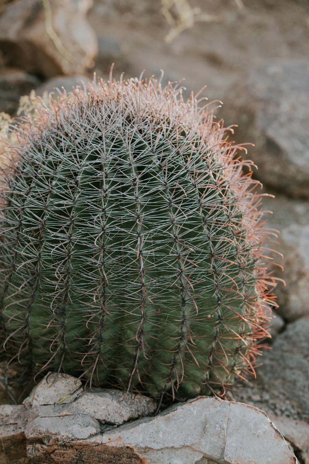 CindyGiovagnoli_Tucson_Arizona_tourism_visit_travel_guide_Sonoran_desert-013.jpg