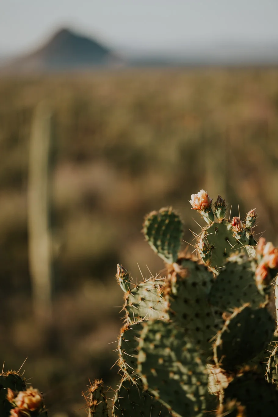 CindyGiovagnoli_Tucson_Arizona_tourism_visit_travel_guide_Sonoran_desert-020.jpg