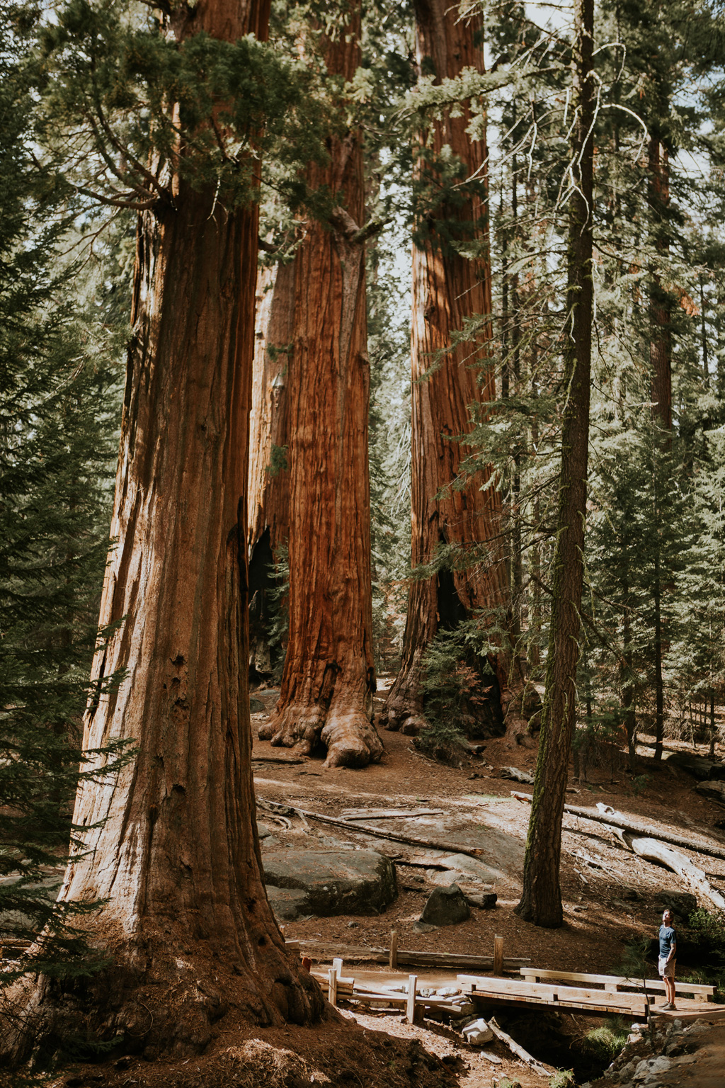CindyGiovagnoli_Sequoia_Kings_Canyon_National_Park_California_bear_camping_roadtrip_travel-005.jpg