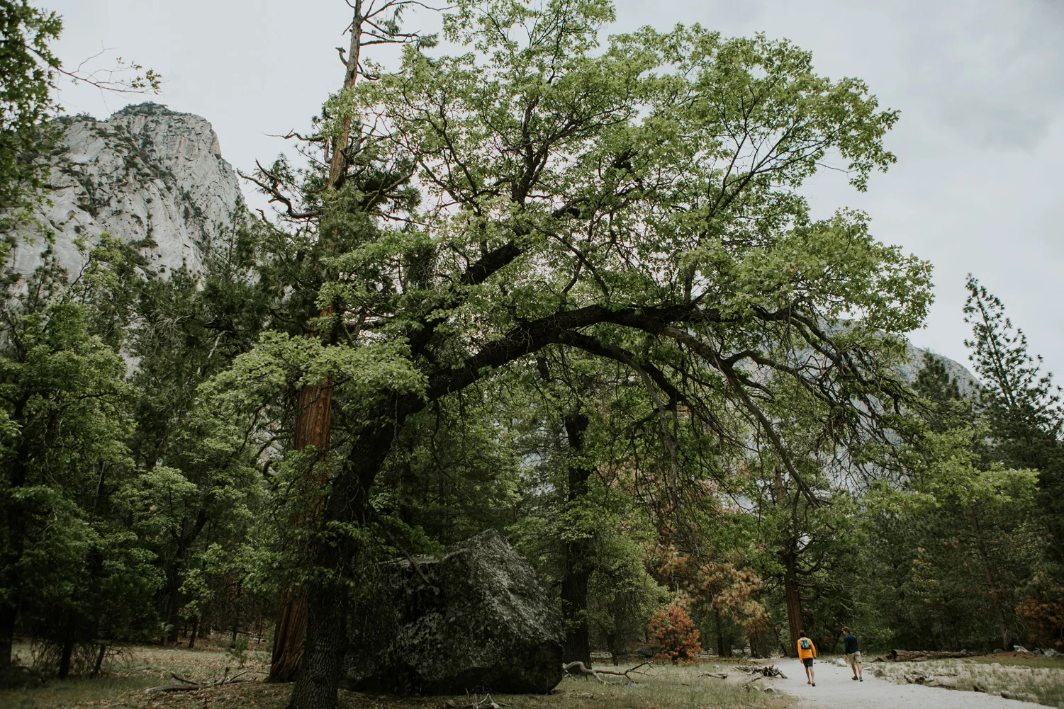 CindyGiovagnoli_Sequoia_KingsCanyon_National_Park_California_forest_fire-001.jpg