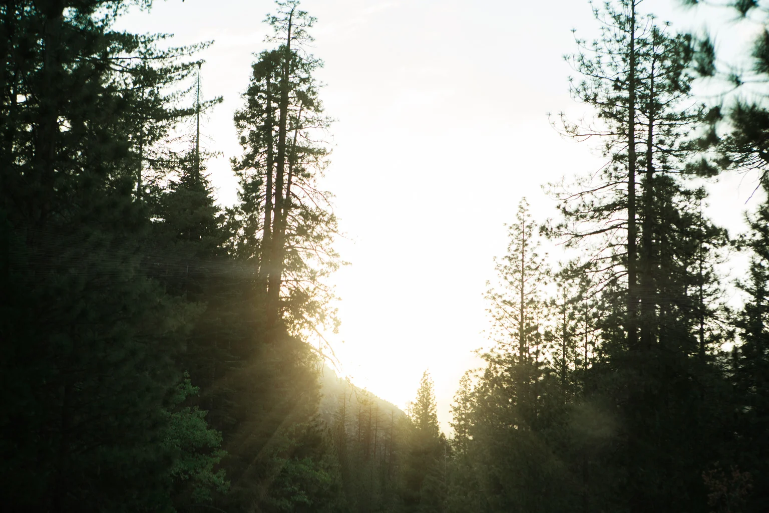CindyGiovagnoli_Sequoia_KingsCanyon_National_Park_California_forest_fire-007.jpg