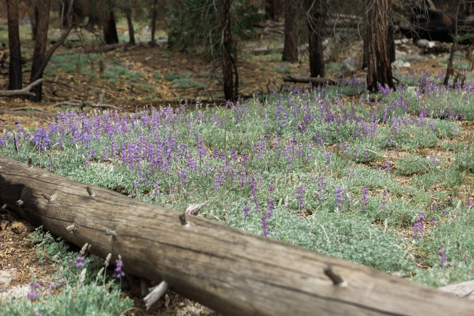 CindyGiovagnoli_Sequoia_KingsCanyon_National_Park_California_forest_fire-015.jpg