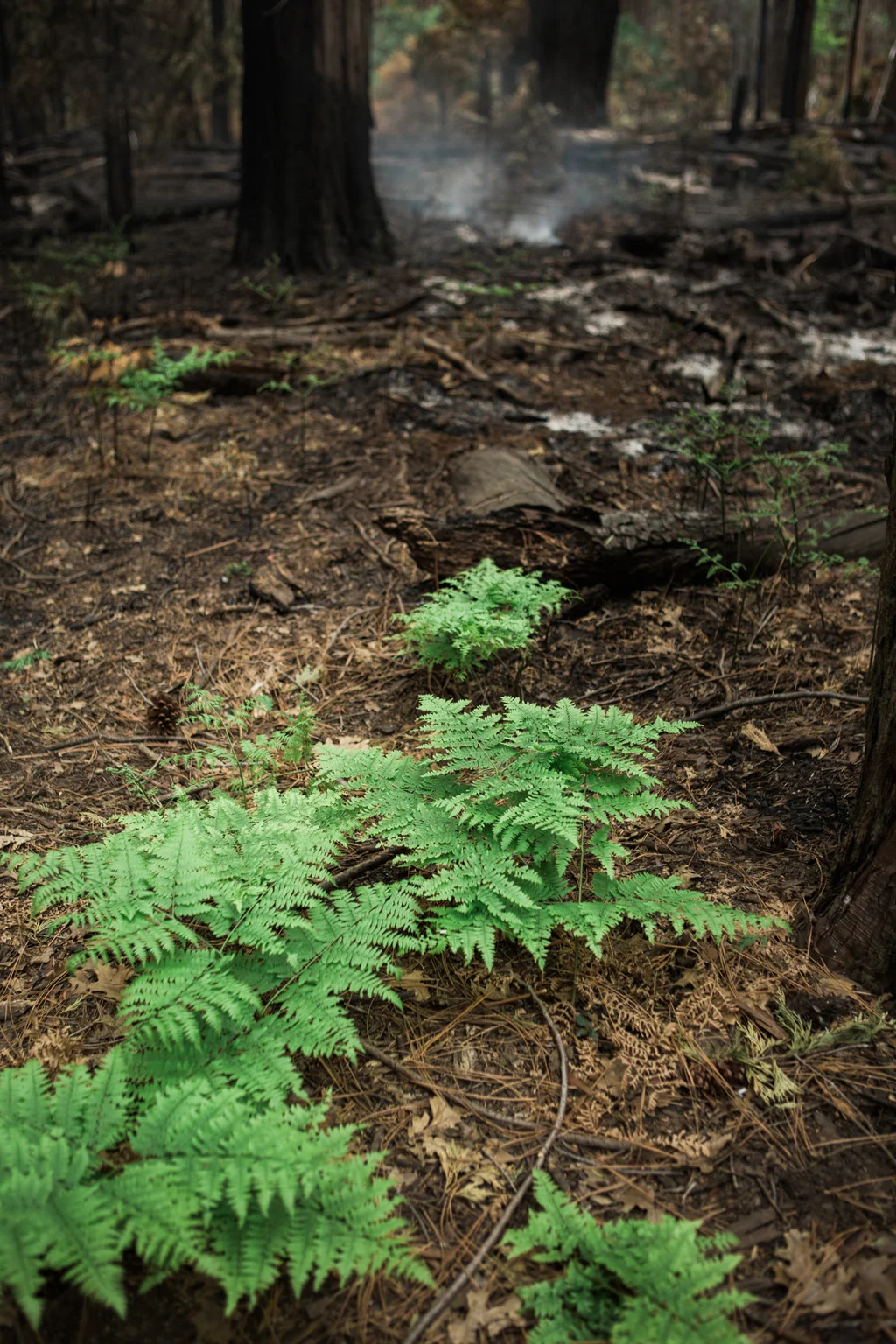 CindyGiovagnoli_Sequoia_KingsCanyon_National_Park_California_forest_fire-026.jpg