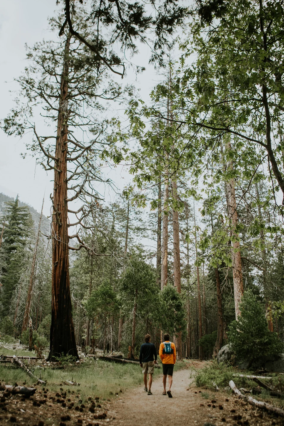 CindyGiovagnoli_Sequoia_KingsCanyon_National_Park_California_forest_fire-025.jpg