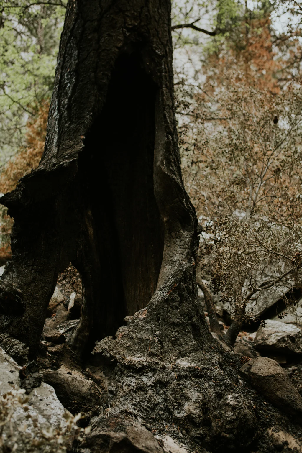 CindyGiovagnoli_Sequoia_KingsCanyon_National_Park_California_forest_fire-027.jpg