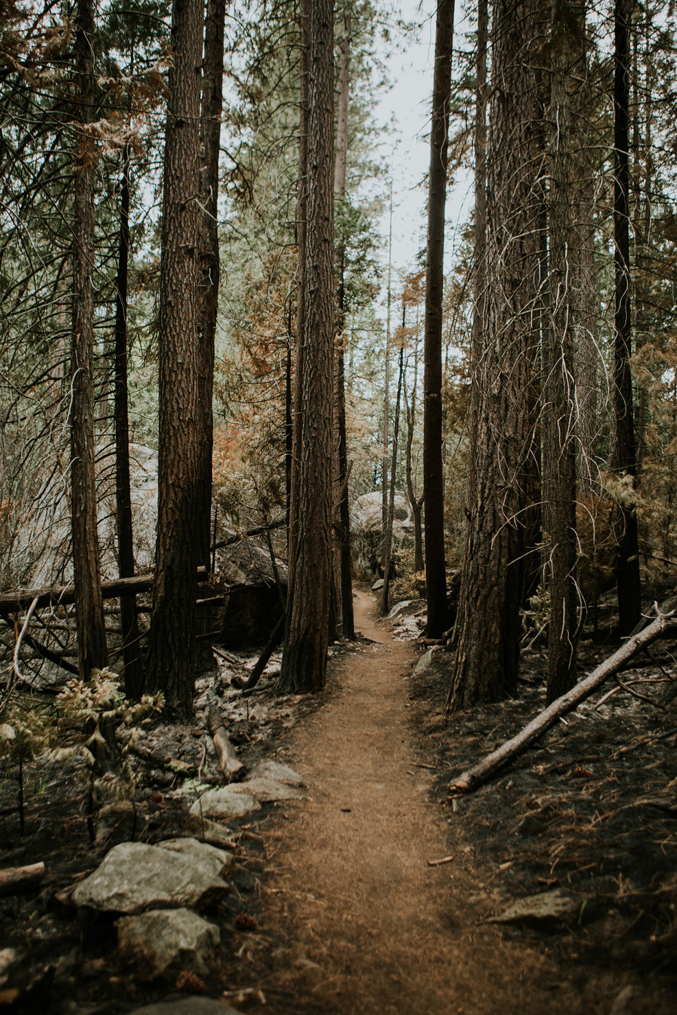 CindyGiovagnoli_Sequoia_KingsCanyon_National_Park_California_forest_fire-028.jpg