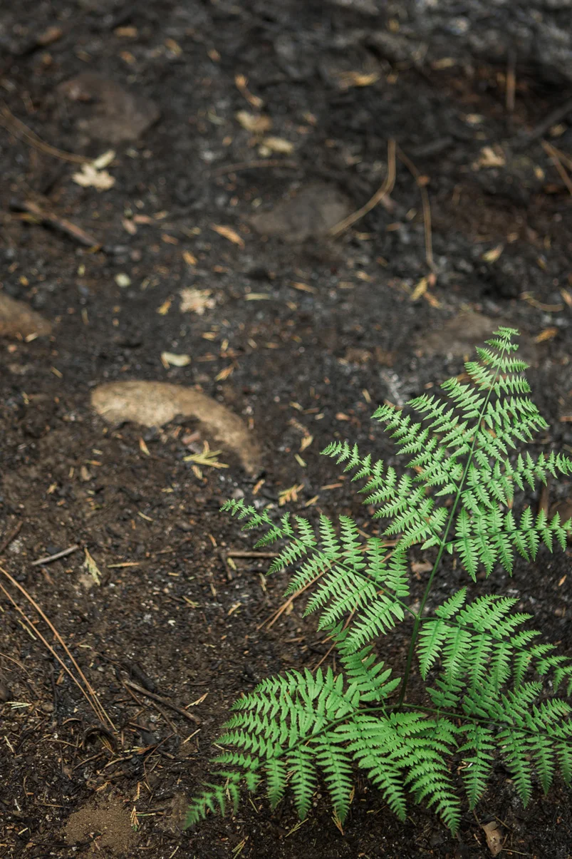 CindyGiovagnoli_Sequoia_KingsCanyon_National_Park_California_forest_fire-031.jpg