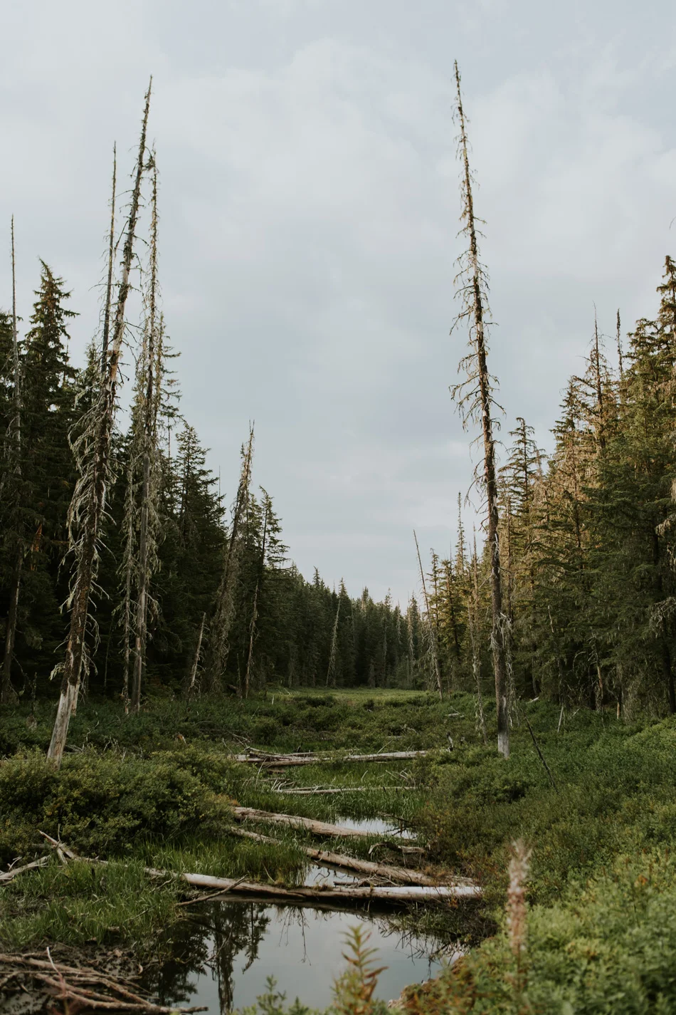 CindyGiovagnoli_BritishColumbia_Yukon_Alaska_roadtrip_AlCan_Alaskan_Highway_truck_camping-028.jpg