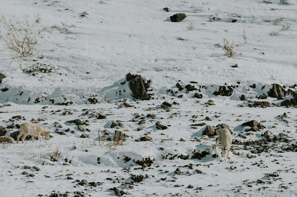 CindyGiovagnoli_Alaska_DaltonHighway_GalbraithLake_NorthSlope_GatesOfTheArctic_ArcticCircle_ArcticNationalWildlifeRefuge_Moose_DallSheep_snow_winter_BrooksRange-031.jpg