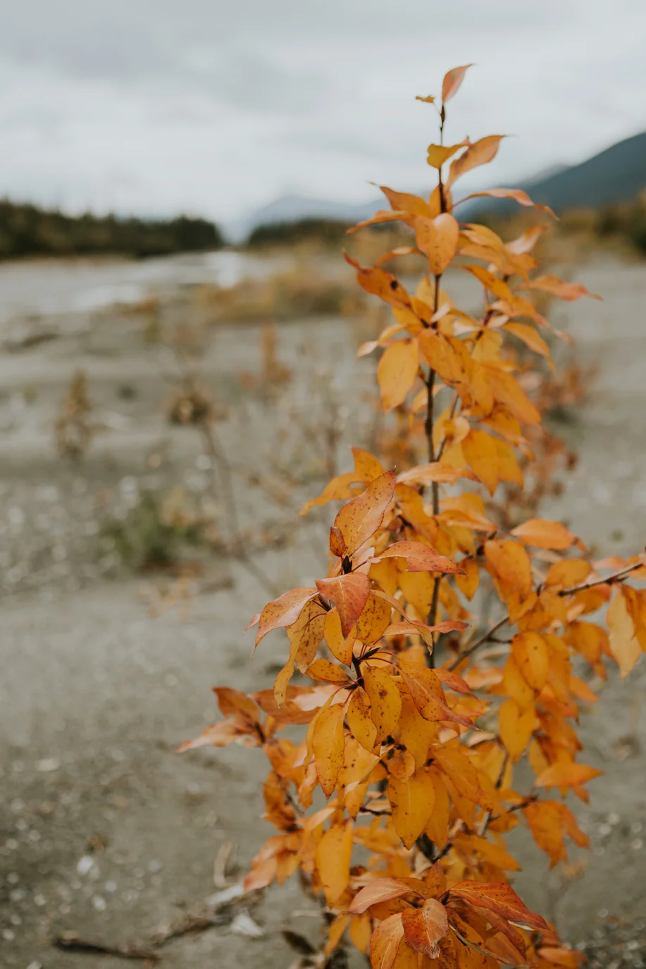 CindyGiovagnoli_Alaska_Daltin_Highway_Coldfoot_fall_fly_fishing_NorthernLights_Denali_National_Park_ArcticCircle_arctic_moose_grayling_Koyukuk_autumn_AlaskaRange-005.jpg