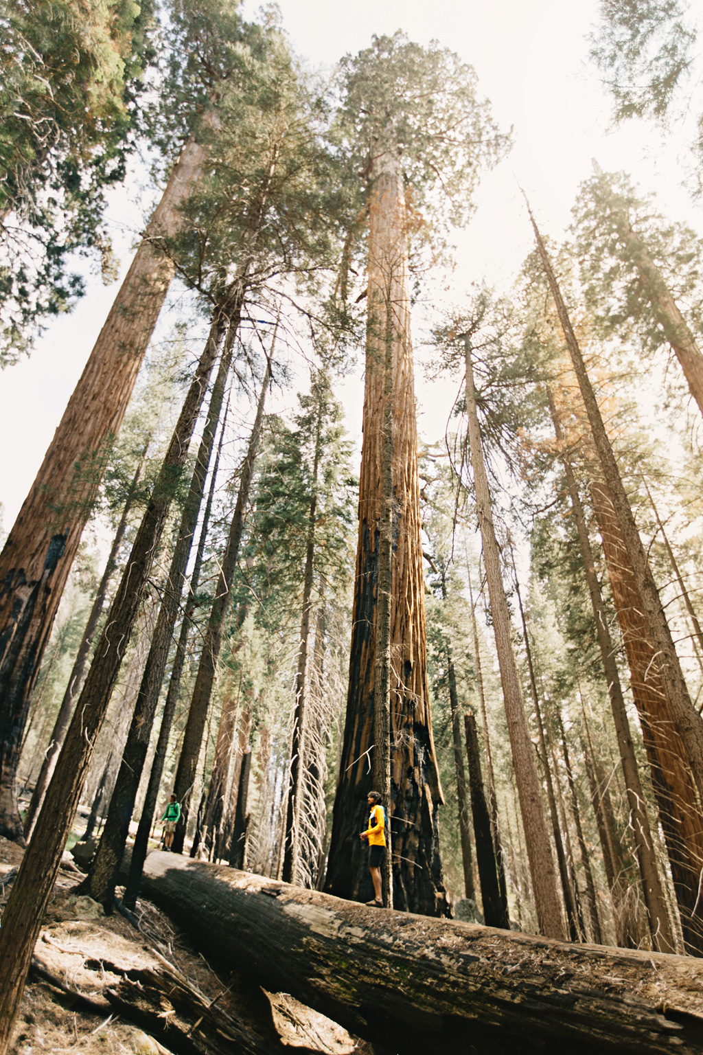 CindyGiovagnoli_Sequoia_Kings_Canyon_National_Park_spring_hiking_dogwood-002.jpg