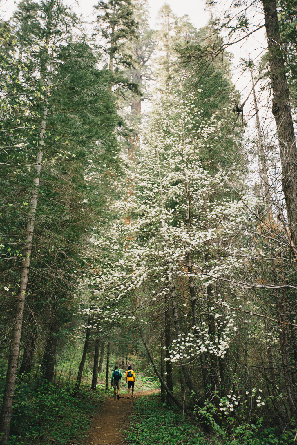 CindyGiovagnoli_Sequoia_Kings_Canyon_National_Park_spring_hiking_dogwood-003.jpg