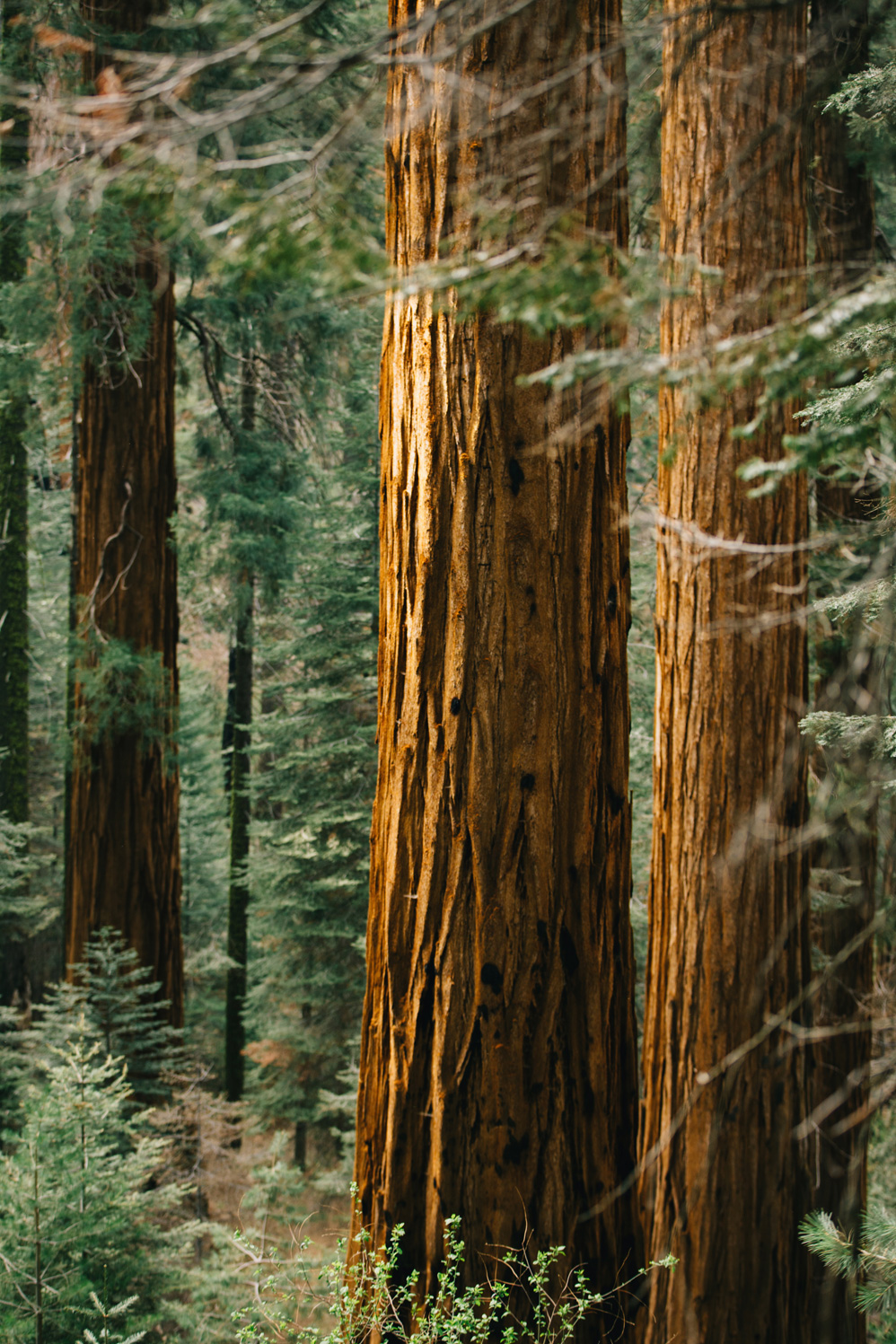 CindyGiovagnoli_Sequoia_Kings_Canyon_National_Park_spring_hiking_dogwood-004.jpg