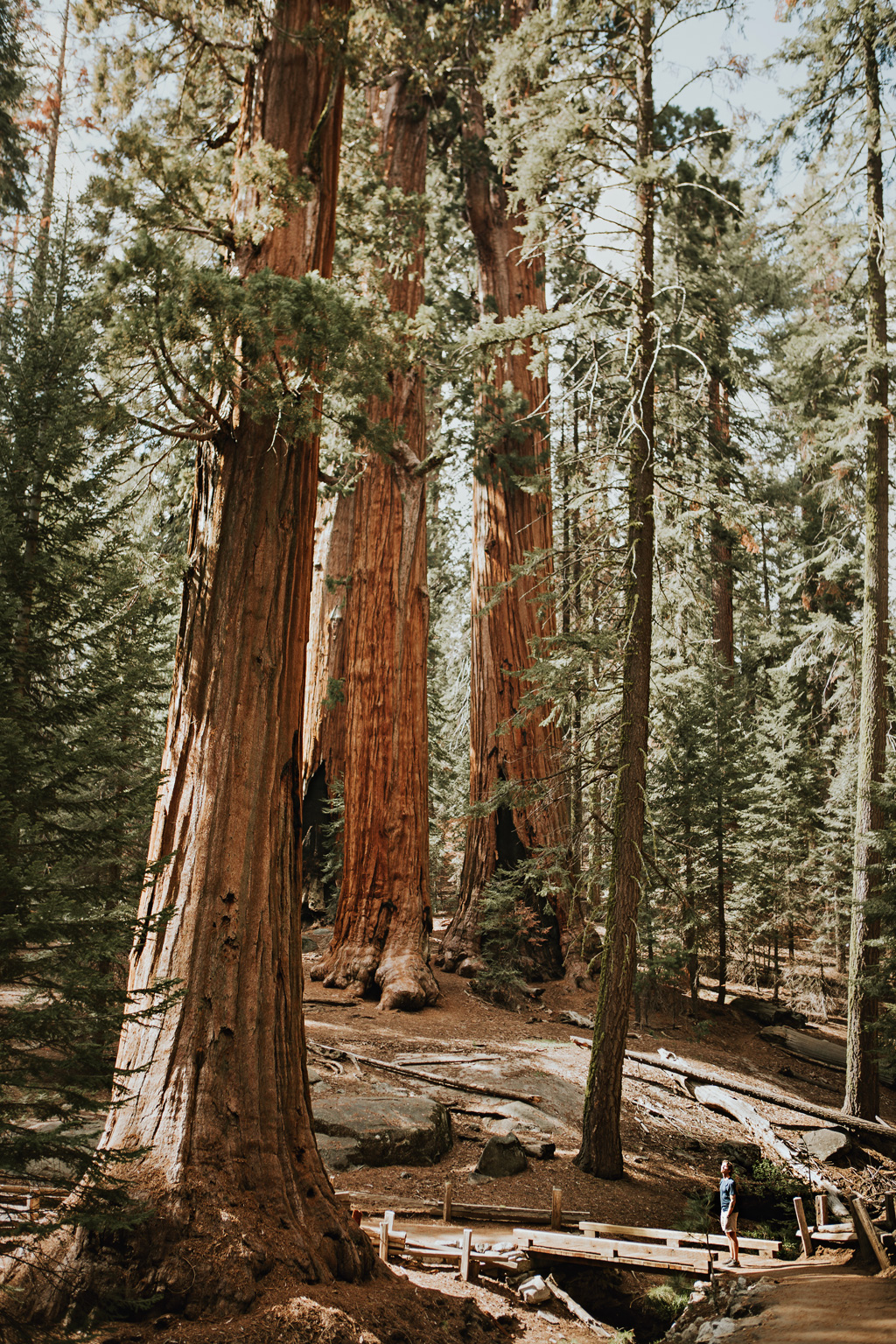 CindyGiovagnoli_Sequoia_Kings_Canyon_National_Park_spring_hiking_dogwood-005.jpg