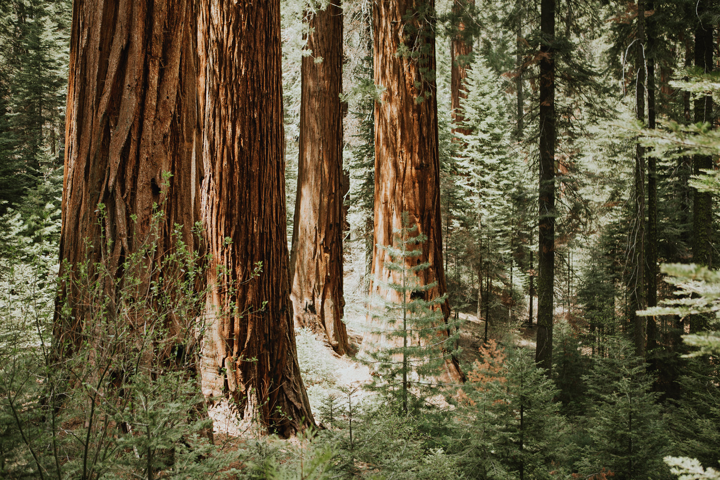 CindyGiovagnoli_Sequoia_Kings_Canyon_National_Park_spring_hiking_dogwood-006.jpg