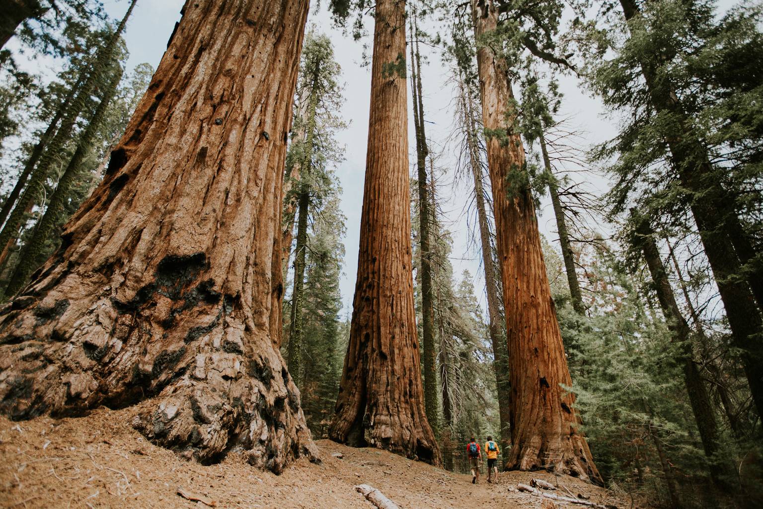 CindyGiovagnoli_Sequoia_Kings_Canyon_National_Park_spring_hiking_dogwood-007.jpg