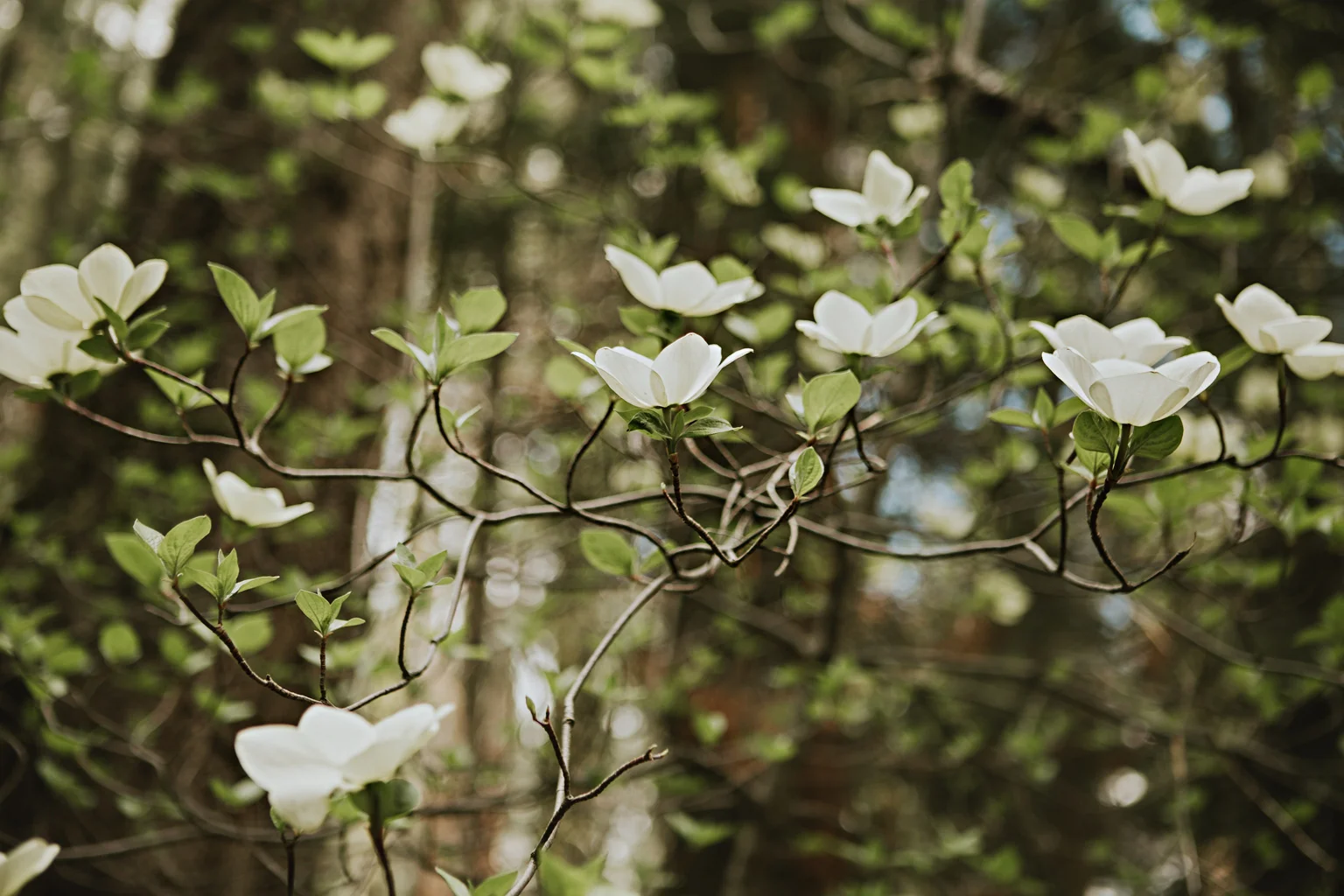 CindyGiovagnoli_Sequoia_Kings_Canyon_National_Park_spring_hiking_dogwood-008.jpg