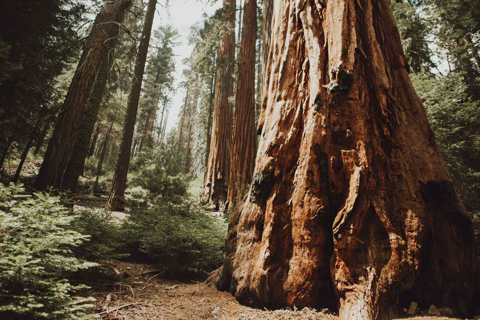 CindyGiovagnoli_Sequoia_Kings_Canyon_National_Park_spring_hiking_dogwood-009.jpg