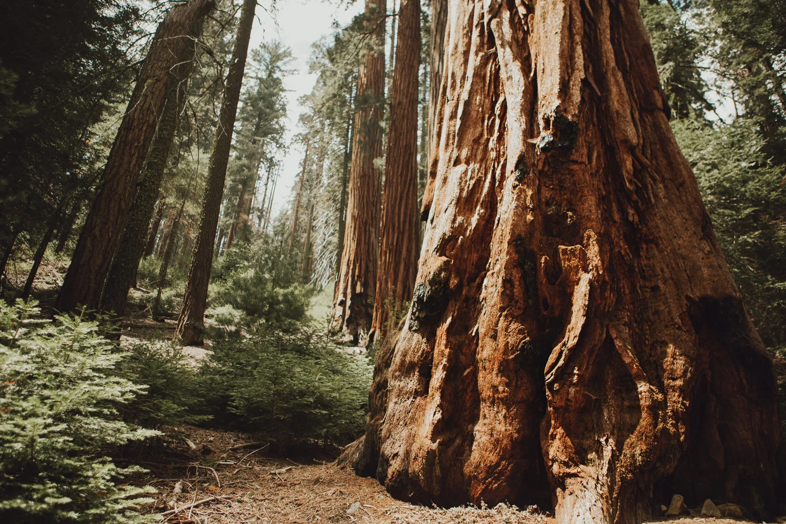 CindyGiovagnoli_Sequoia_Kings_Canyon_National_Park_spring_hiking_dogwood-009.jpg