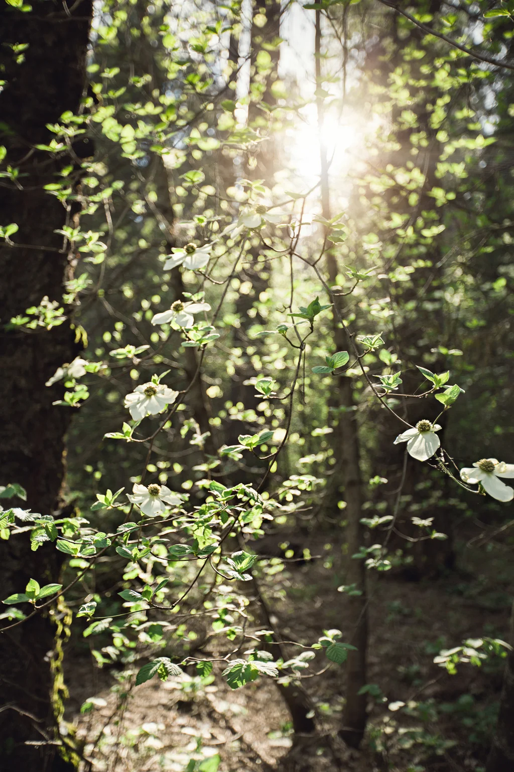 CindyGiovagnoli_Sequoia_Kings_Canyon_National_Park_spring_hiking_dogwood-011.jpg