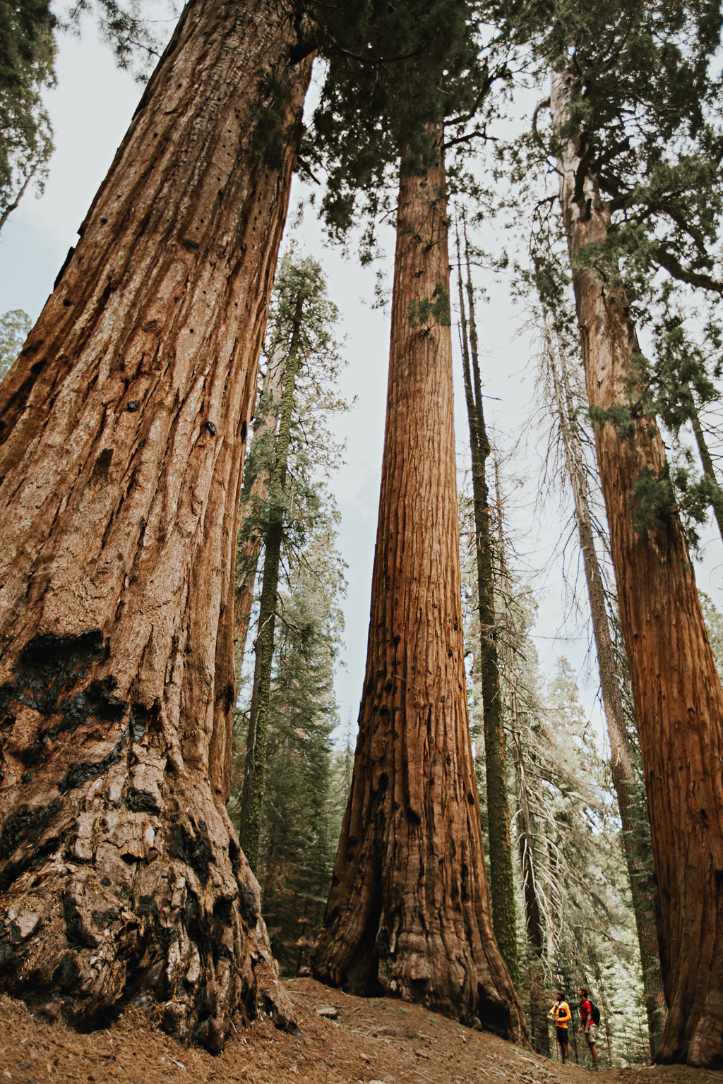 CindyGiovagnoli_Sequoia_Kings_Canyon_National_Park_spring_hiking_dogwood-010.jpg