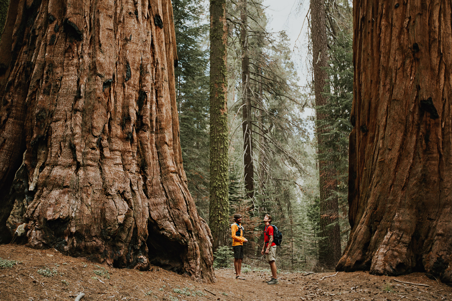 CindyGiovagnoli_Sequoia_Kings_Canyon_National_Park_spring_hiking_dogwood-012.jpg