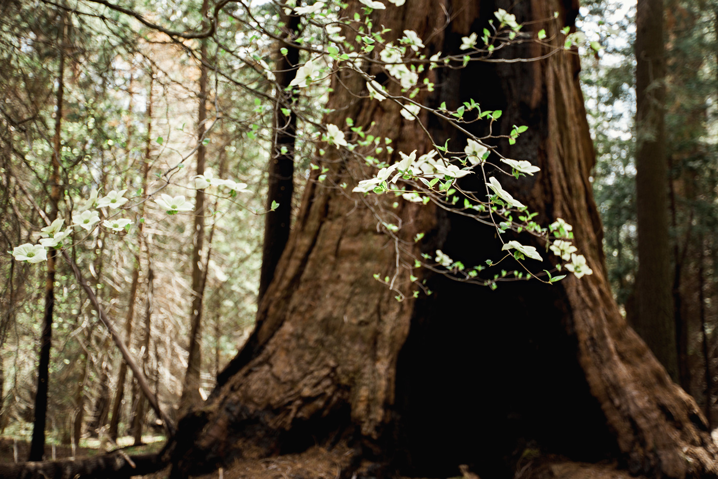 CindyGiovagnoli_Sequoia_Kings_Canyon_National_Park_spring_hiking_dogwood-014.jpg