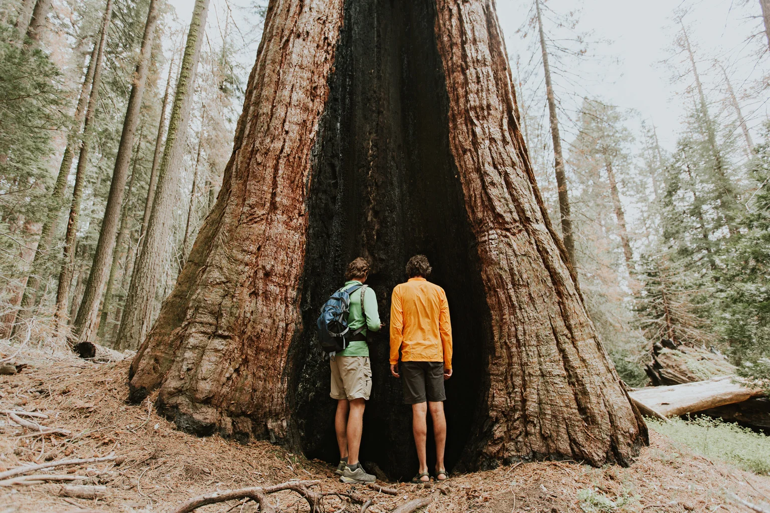 CindyGiovagnoli_Sequoia_Kings_Canyon_National_Park_spring_hiking_dogwood-015.jpg