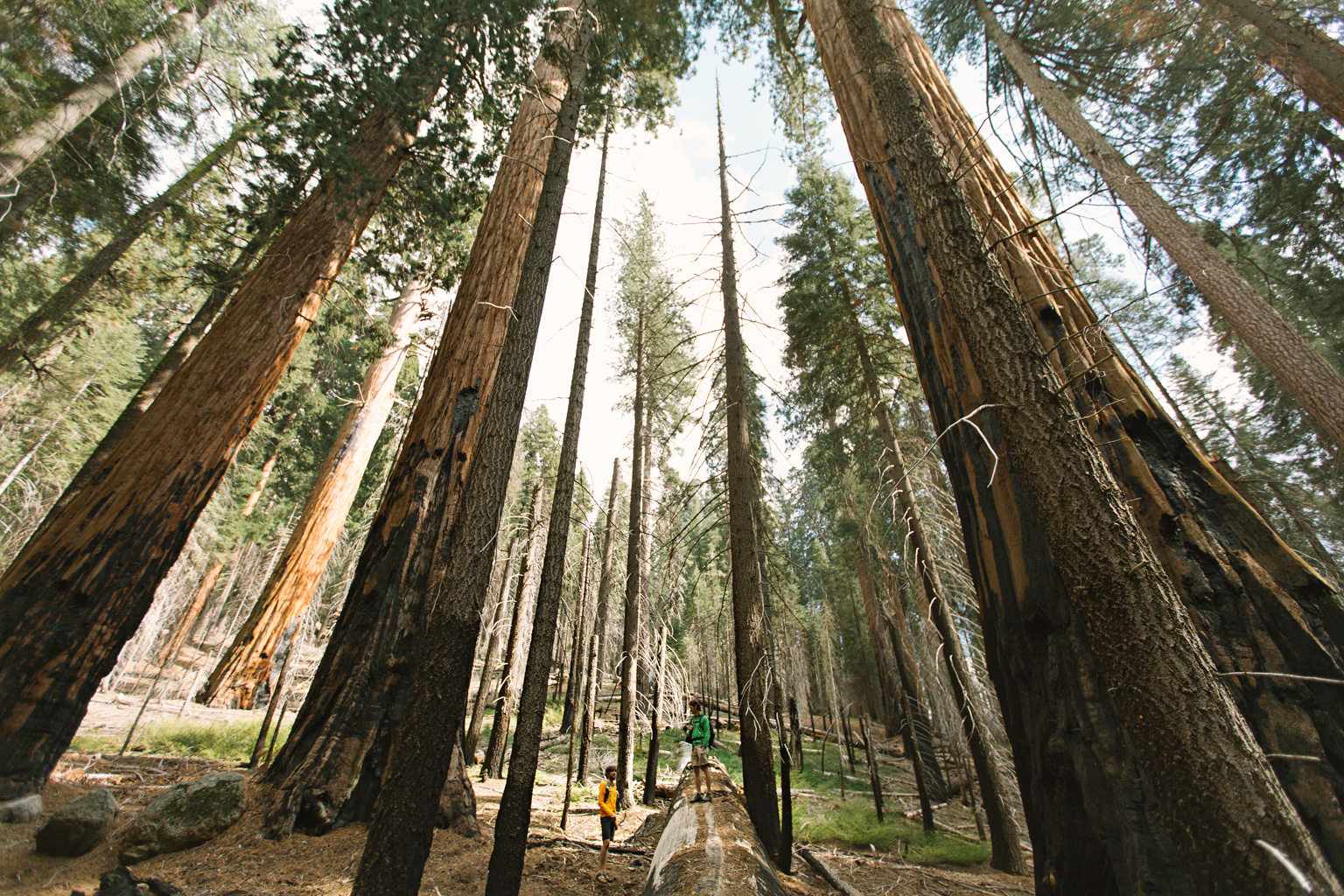 CindyGiovagnoli_Sequoia_Kings_Canyon_National_Park_spring_hiking_dogwood-016.jpg
