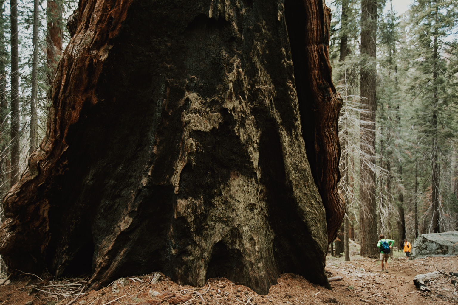 CindyGiovagnoli_Sequoia_Kings_Canyon_National_Park_spring_hiking_dogwood-018.jpg