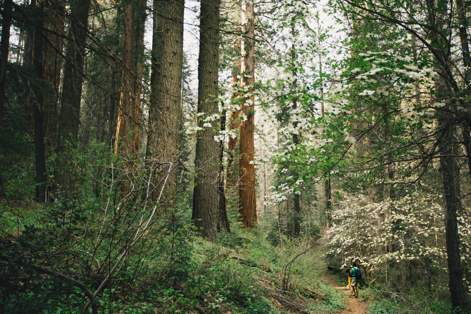 CindyGiovagnoli_Sequoia_Kings_Canyon_National_Park_spring_hiking_dogwood-017.jpg