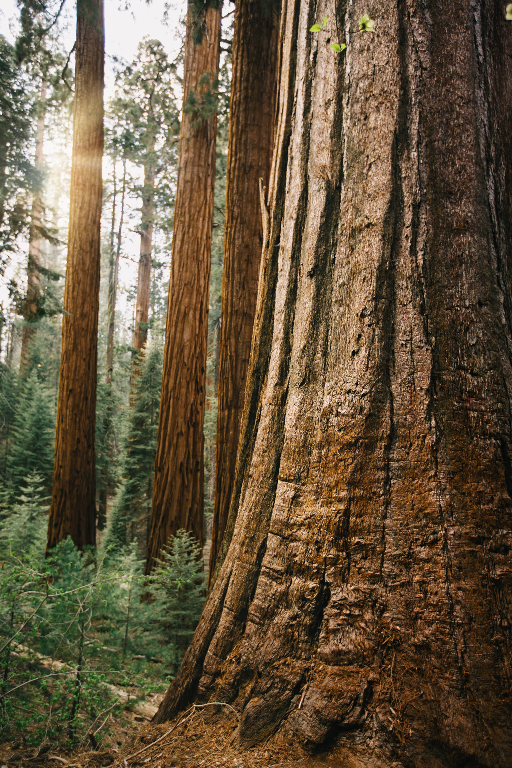 CindyGiovagnoli_Sequoia_Kings_Canyon_National_Park_spring_hiking_dogwood-020.jpg
