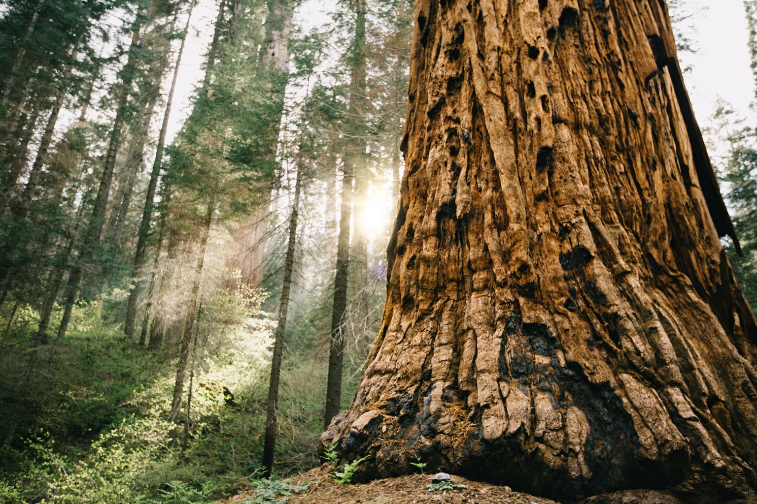 CindyGiovagnoli_Sequoia_Kings_Canyon_National_Park_spring_hiking_dogwood-022.jpg