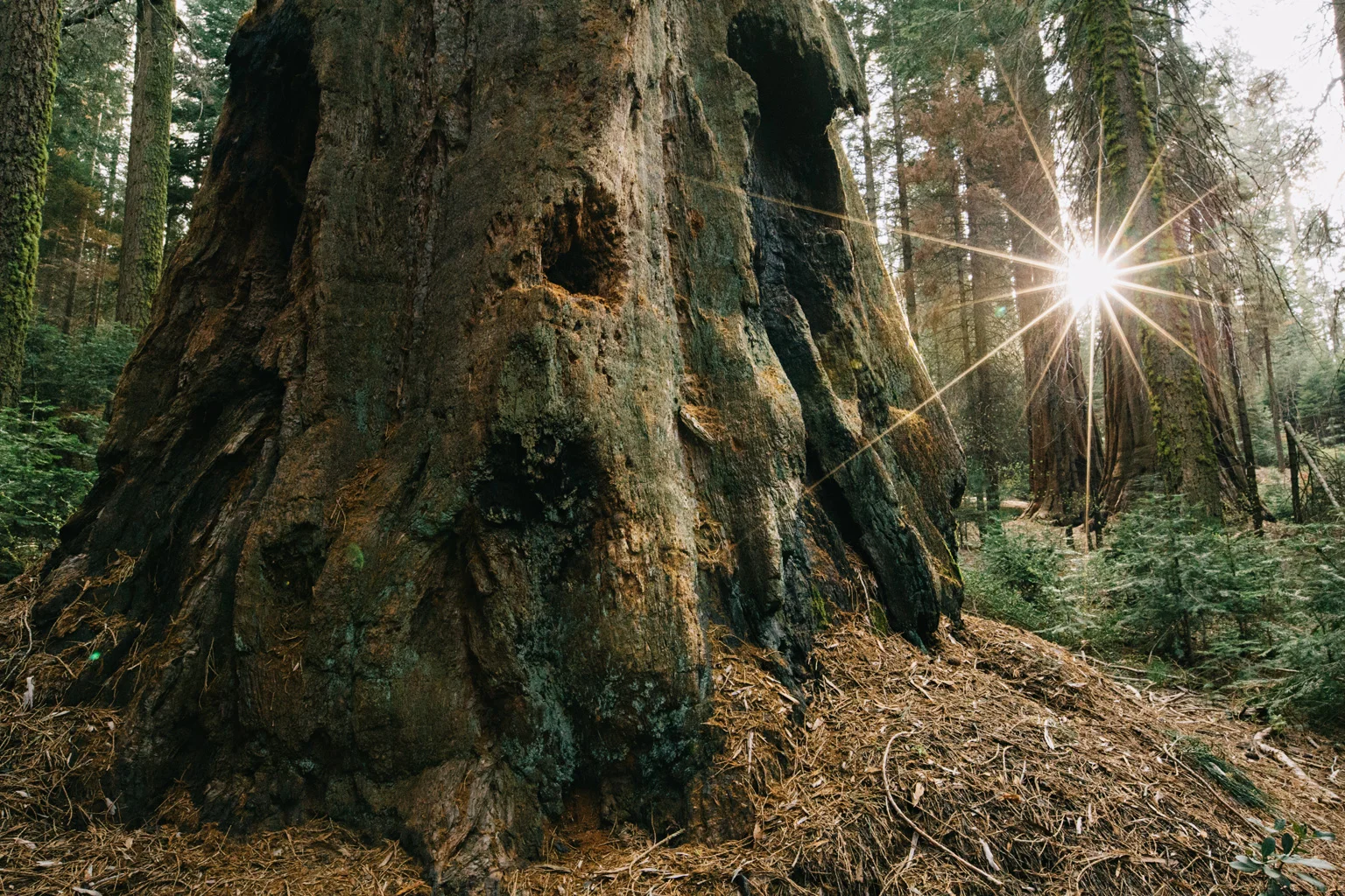 CindyGiovagnoli_Sequoia_Kings_Canyon_National_Park_spring_hiking_dogwood-023.jpg
