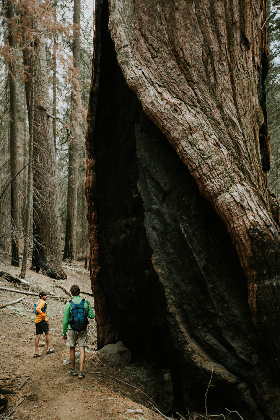 CindyGiovagnoli_Sequoia_Kings_Canyon_National_Park_spring_hiking_dogwood-024.jpg