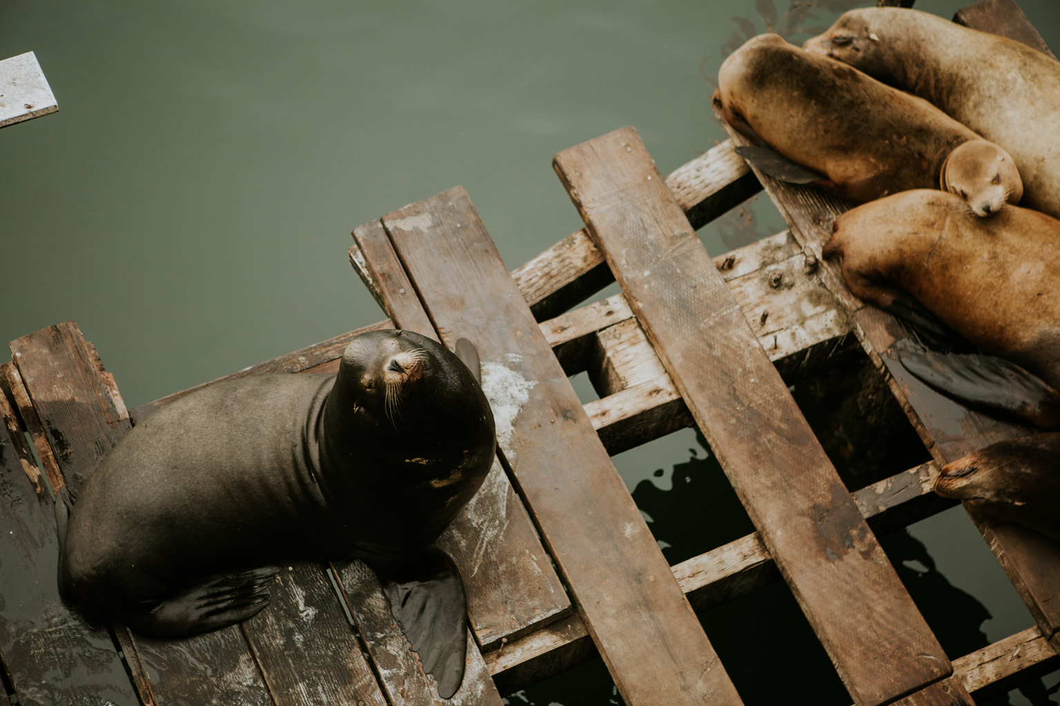 CindyGiovagnoli_SantCruz_SanJose_SanFrancisco_NelderGrove_sea_lions_boardwalk_hapas_brewery_sourdough_ocean_half_moon_bay_California-083.jpg