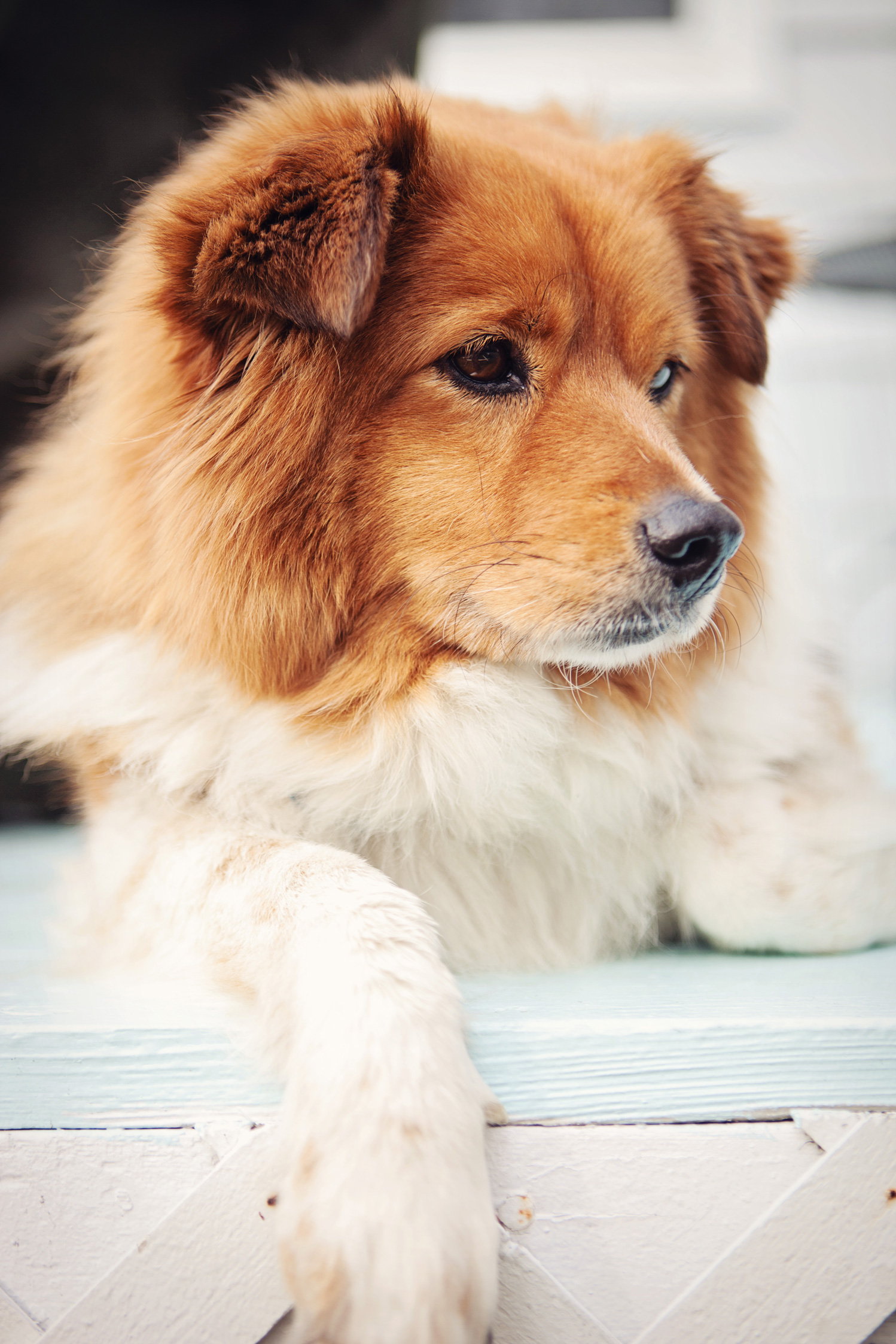 Tessie-002.jpg
