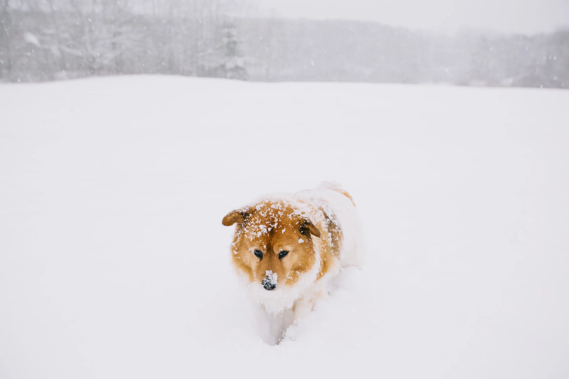 Tessie-010.jpg